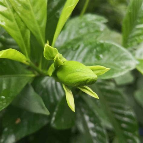 gardenia flower bud drop care.